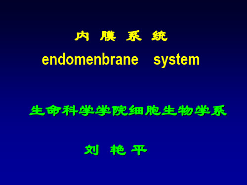 内质网