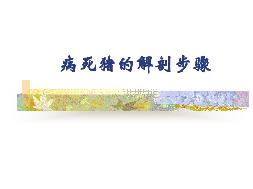 《病死猪的解剖步骤》PPT课件