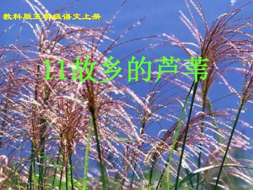 《故乡的芦苇》课件