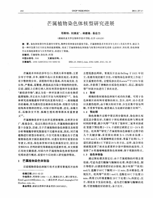 芒属植物染色体核型研究进展