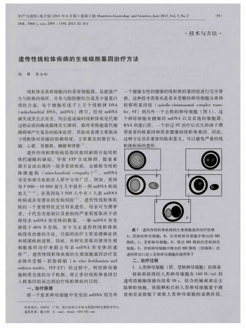 遗传性线粒体疾病的生殖细胞基因治疗方法