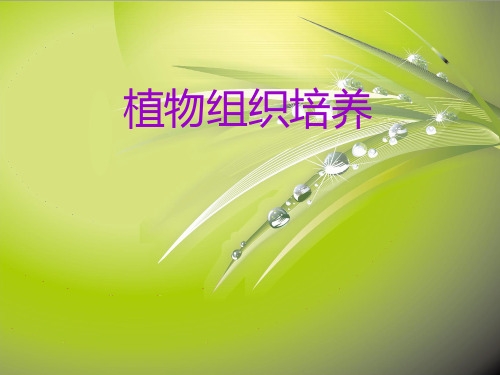 植物组织培养(精)