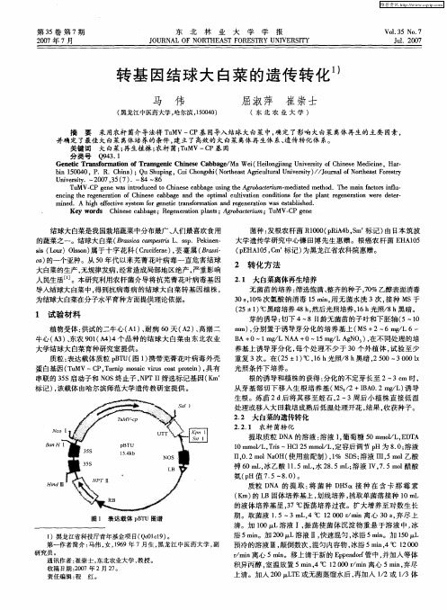 转基因结球大白菜的遗传转化