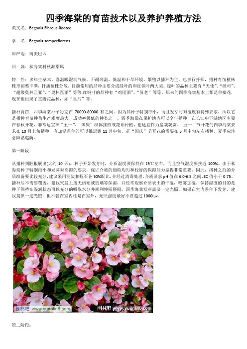 四季海棠的育苗技术以及养护养殖方法