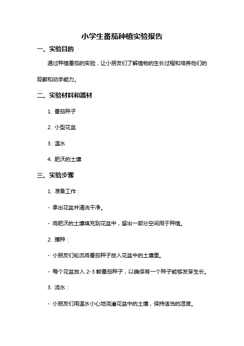 小学生番茄种植实验报告