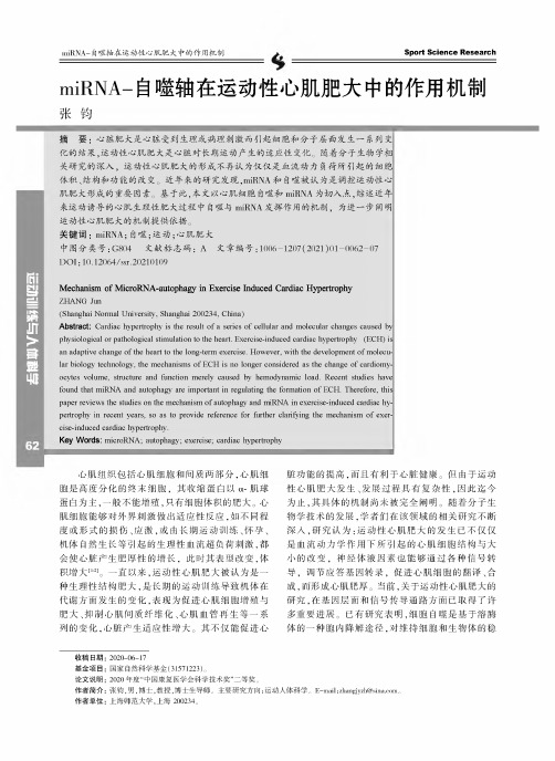 miRNA-自噬轴在运动性心肌肥大中的作用机制