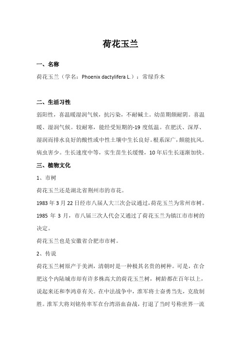 荷花玉兰