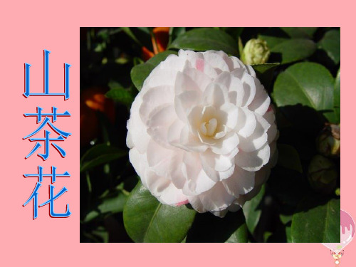 三年级语文上册第七单元山茶花PPT课件2