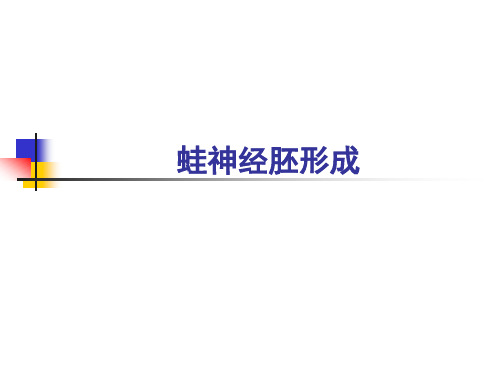 蛙神经胚形成