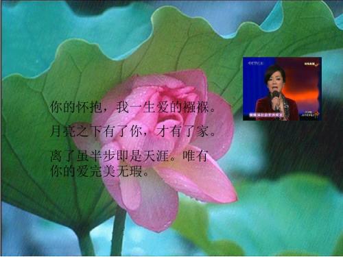 荷叶·母亲PPT课件37 人教版 (共14张PPT)