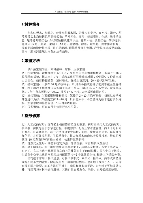 红花檵木的培育