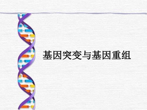 人教版高中生物必修二第5章第1节基因突变与基因重组 (共15张PPT)