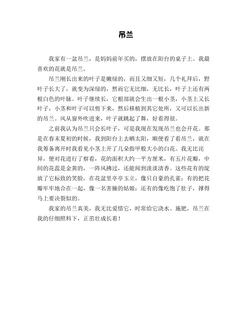 小学五年级作文_状物《吊兰》
