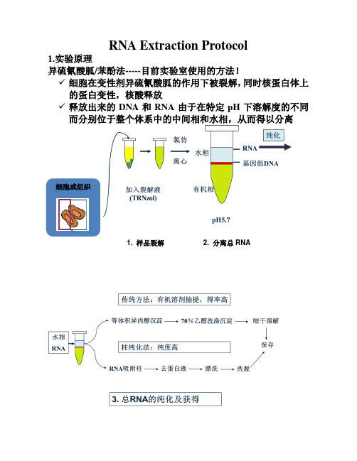 总RNA提取,cDNA第一条链合成,cDNA纯化,3‘端加尾实验,荧光定量PCRprotocol