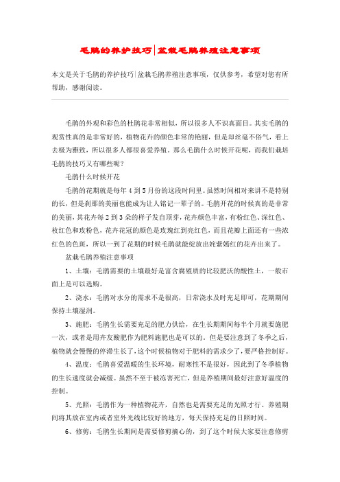 毛鹃的养护技巧-盆栽毛鹃养殖注意事项