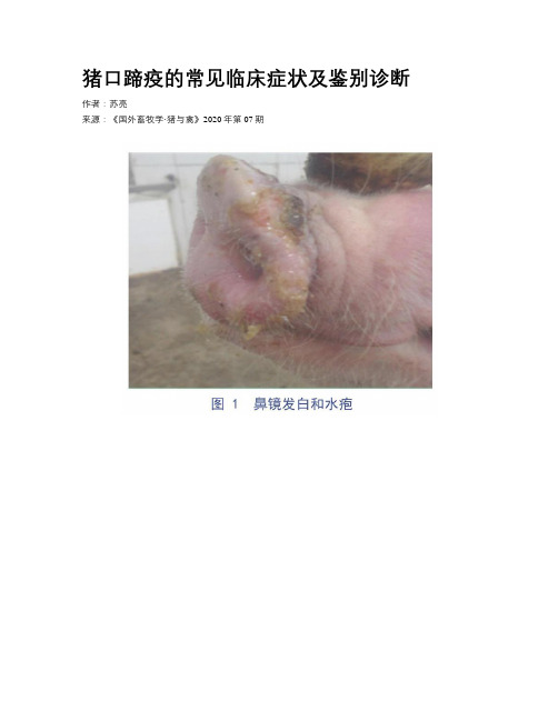 猪口蹄疫的常见临床症状及鉴别诊断