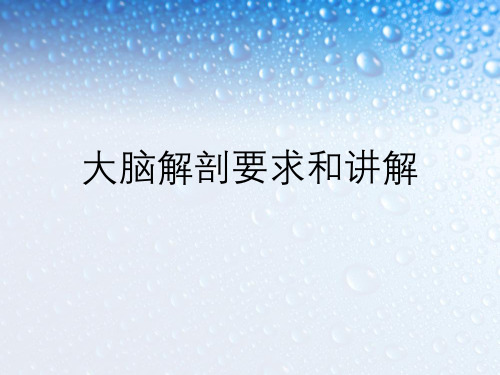 大脑解剖要求和讲解