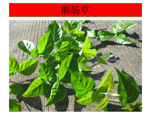 断肠草