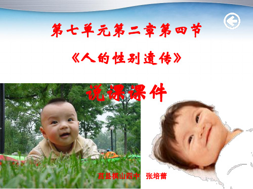 人的性别遗传说课课件