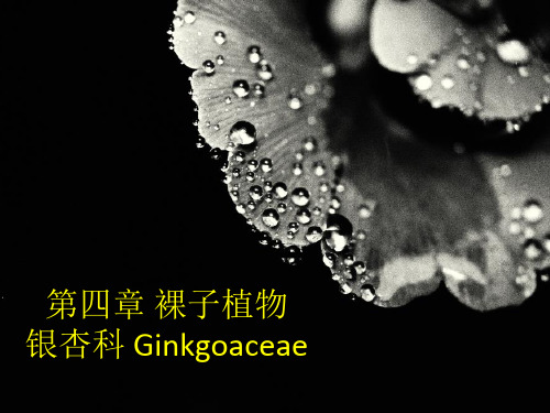 植物学银杏科分析