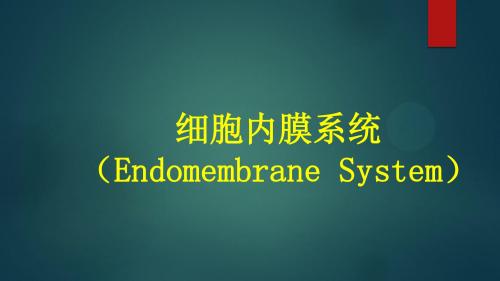 细胞内膜系统