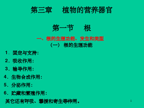 《营养器官》PPT课件