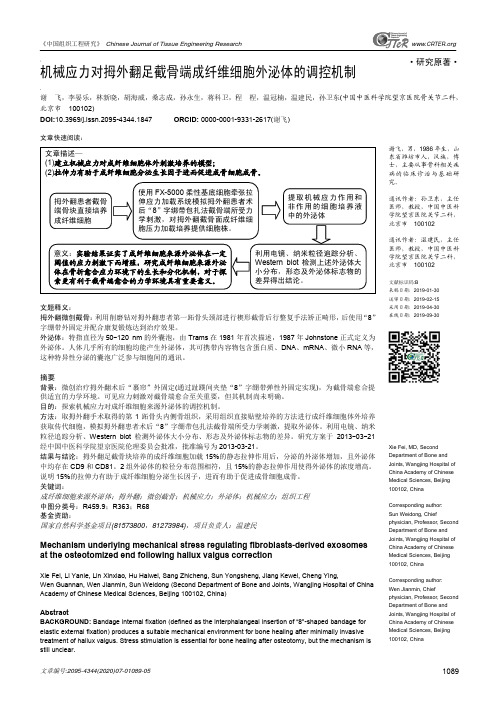机械应力对拇外翻足截骨端成纤维细胞外泌体的调控机制