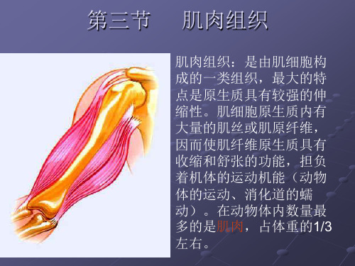 肌肉组织