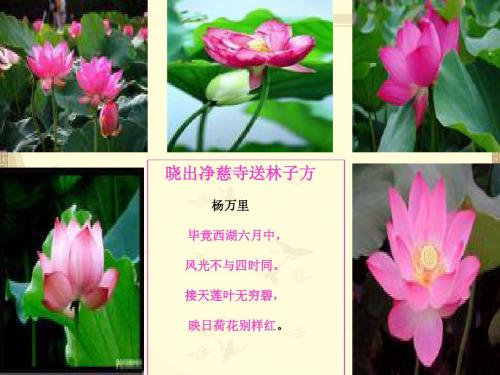 《夏感》参考课件1