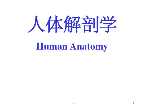 人体解剖学ppt课件