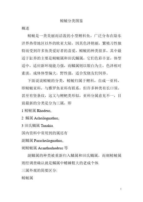 鳑鲏的分类(鳑鲏分类图鉴)