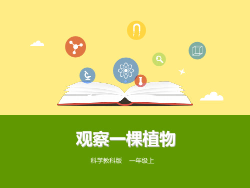 教科版小学科学一年级上册第一单元第2课《 观察一棵植物》(课件)