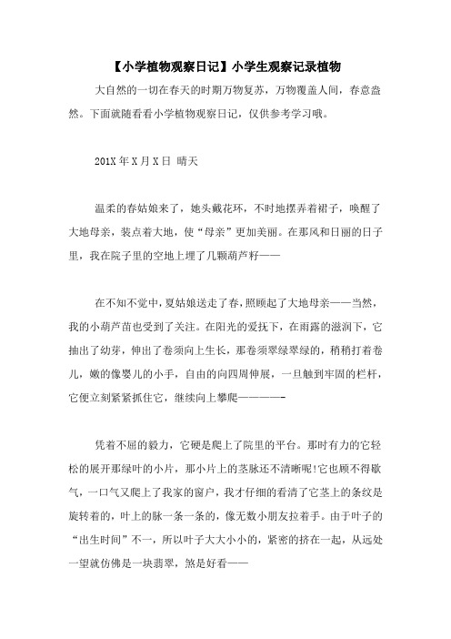 【小学植物观察日记】小学生观察记录植物