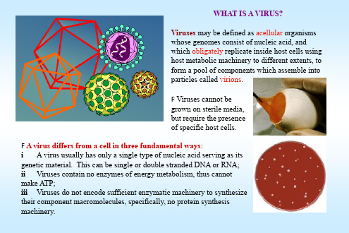 virus