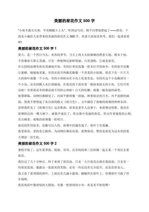 美丽的荷花作文500字