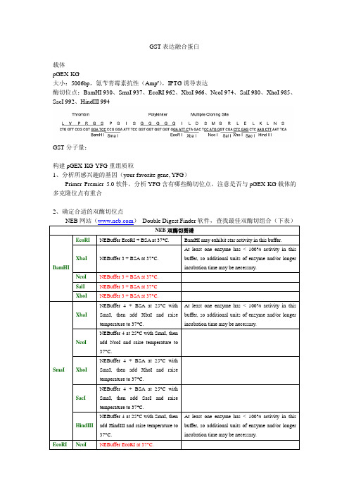 GST融合蛋白构建、表达与纯化