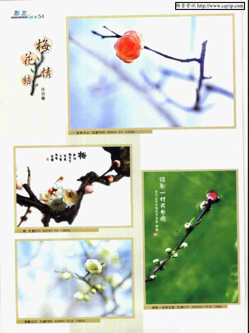 梅花情结