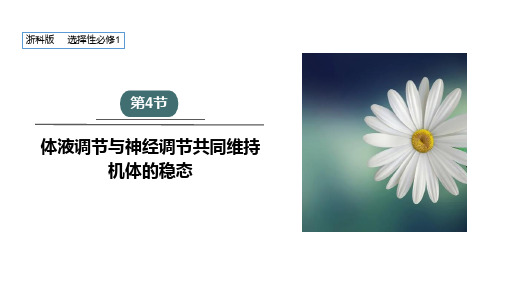 3.4体液调节与神经调节共同维持机体的稳态课件高二上学期生物浙科版选择性必修1
