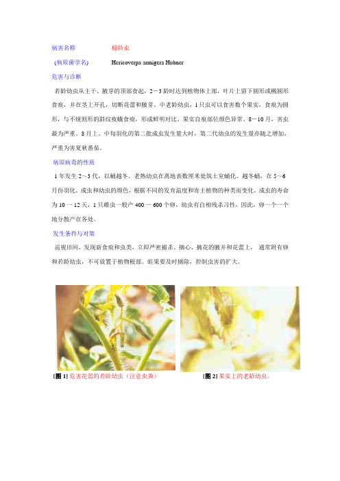 棉铃虫