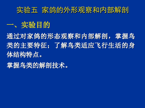 家鸽的外形观察和内部解剖