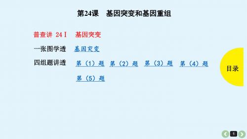 2019年高考生物(全国版)复习教案课件第24课基因突变和基因重组(共44张PPT)