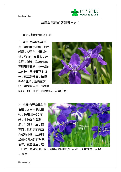 鸢尾与菖蒲的区别是什么
