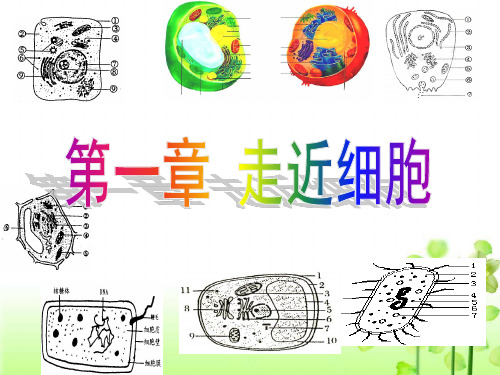 人教版高中生物一轮复习第一章课件：走近细胞(36张PPT)