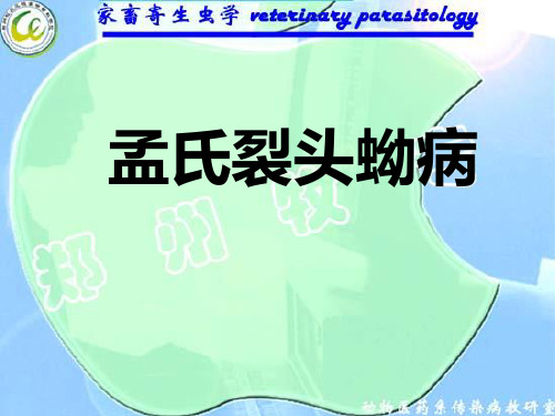 孟氏迭宫绦虫