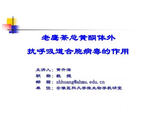 老鹰茶总黄酮体外抗呼吸道合胞病毒的作用.