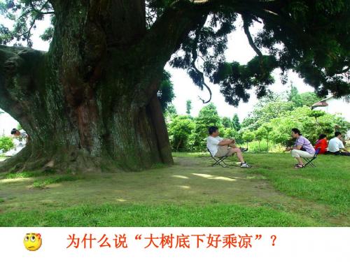生物：《绿色植物的蒸腾作用》课件(济南版七年级上)