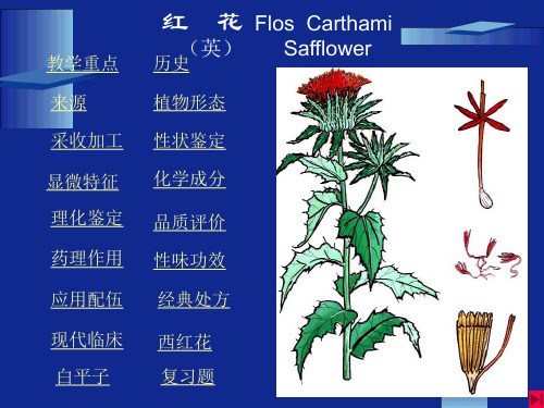 红花