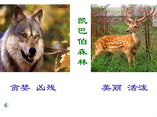 狼和鹿课件