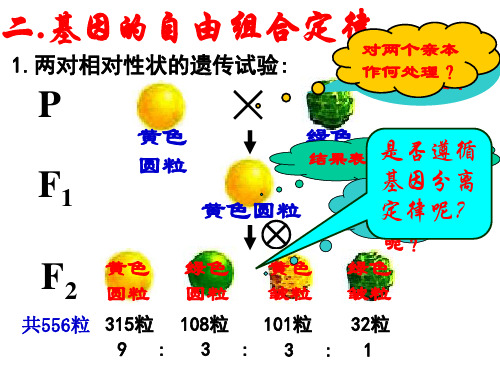 基因自由组合定律wei-文档资料