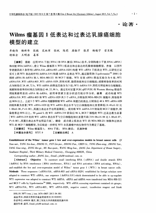 Wilms瘤基因1低表达和过表达乳腺癌细胞模型的建立
